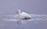 01 Great White Egret (Ardea alba)